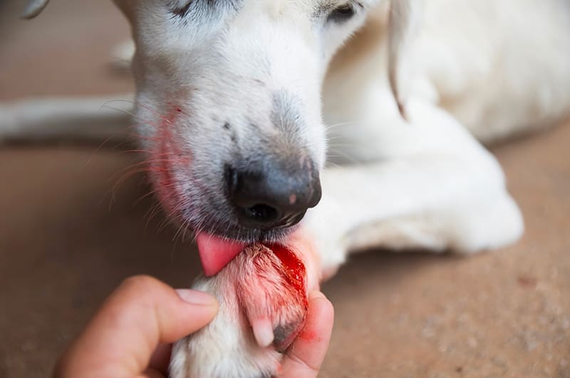 Urgencias veterinarias las 24 horas