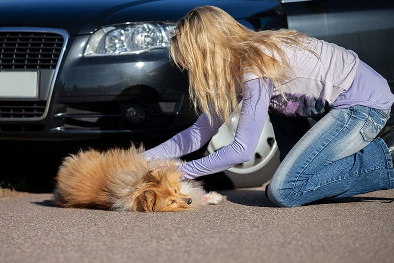 Urgencias veterinarias las 24 horas