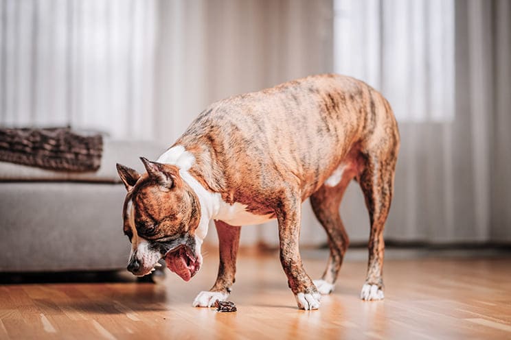 ¿Su perro vomita sangre? Se trata de una urgencia veterinaria. ¿Su perro vomita sangre? Se trata de una urgencia veterinaria.