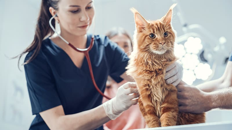 Urgencias veterinarias las 24 horas